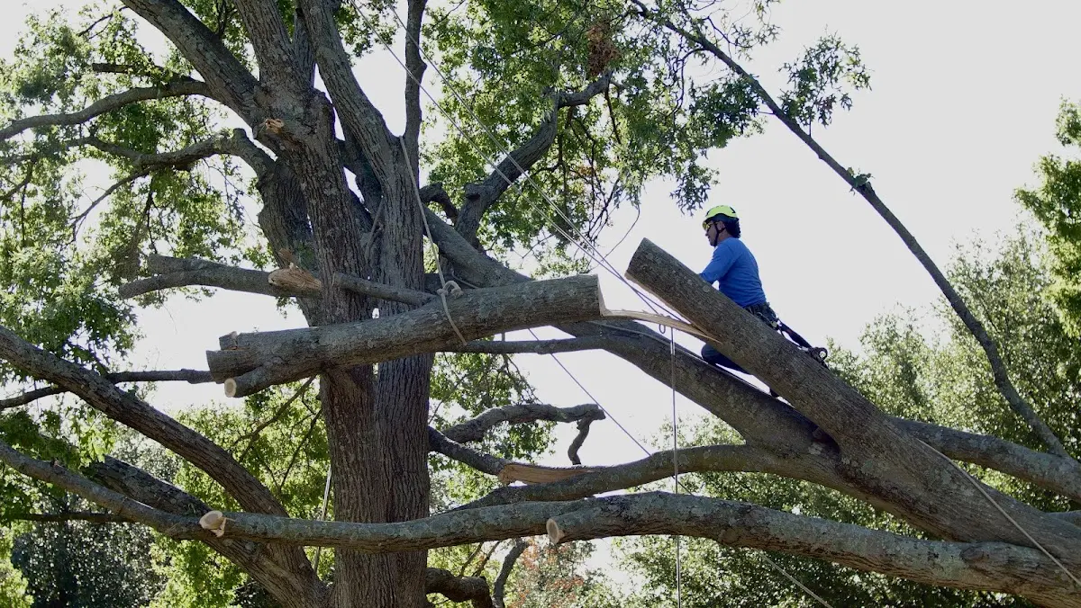 Professional Crown Thinning performed by certified arborists in San Mateo